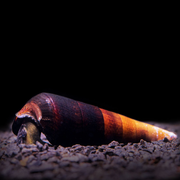 Faunus spec. Bicolor - Cappuccinoschnecke