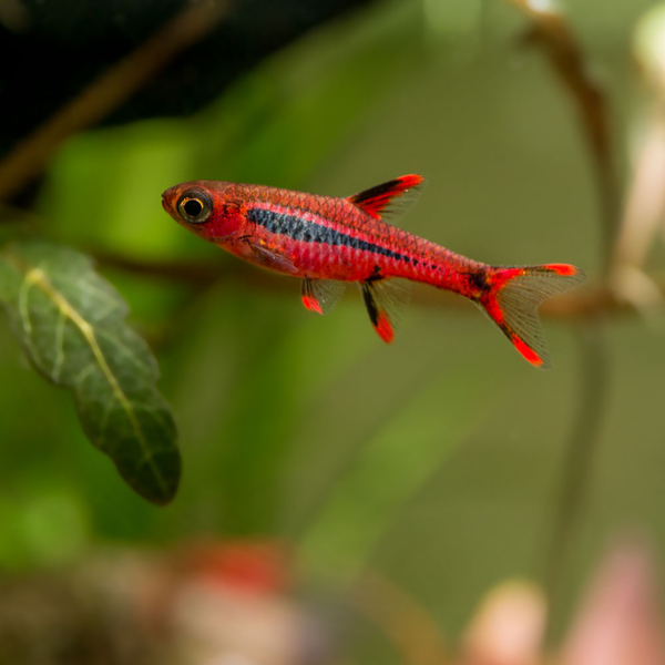 Boraras Brigittae - Moskitorasbora