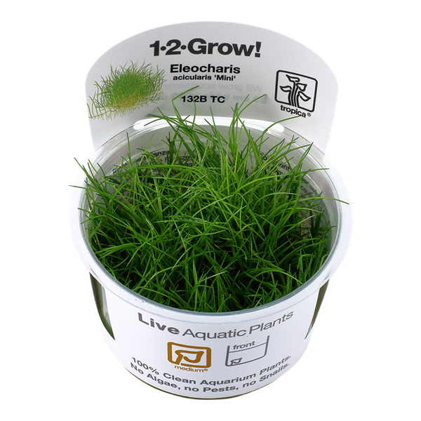 Eleocharis acicularis Mini / Eleocharis pusilla - Mini-Nadelsimse