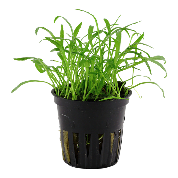 Lilaeopsis Brasiliensis