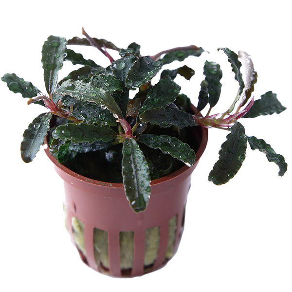 Bucephalandra Kedagang im Topf von Tropica