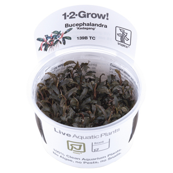 Bucephalandra Kedagang In-Vitro 1-2 Grow
