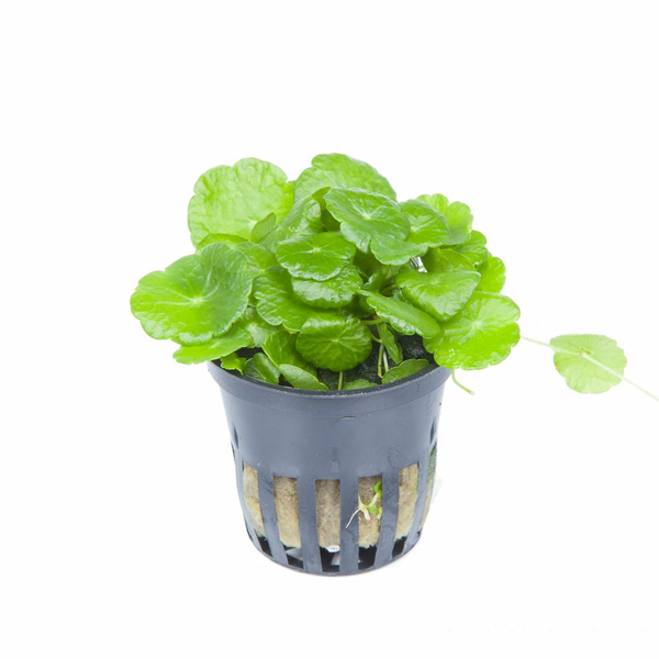 Hydrocotyle verticillata - Amerikanischer Wassernabel