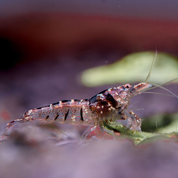 Caridina pareparensis parvidentata - Sulawesi Inlandsgarnele