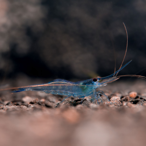 Caridina caerulea var. Ice Blue - Blaufussgarnele