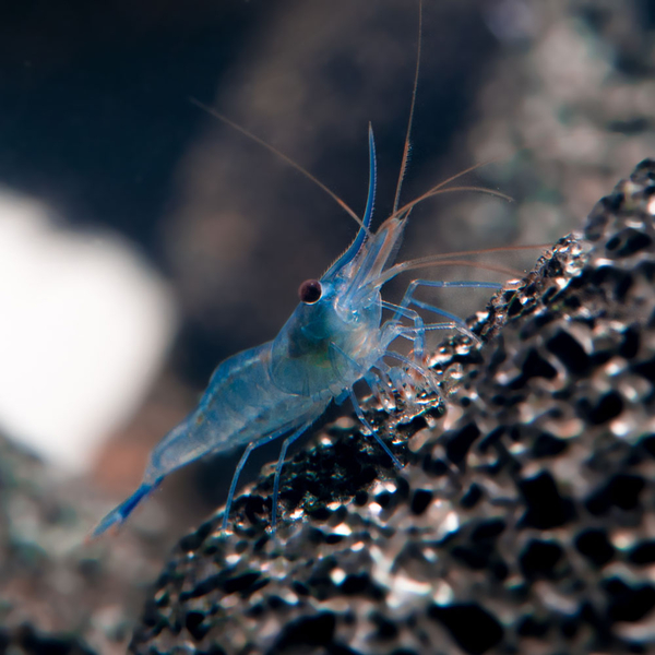 Caridina caerulea var. Ice Blue - Blaufussgarnele