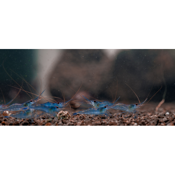 Caridina caerulea var. Ice Blue - Blaufussgarnele