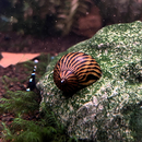 Vittina coromandeliana Zebra - Zebra Rennschnecke