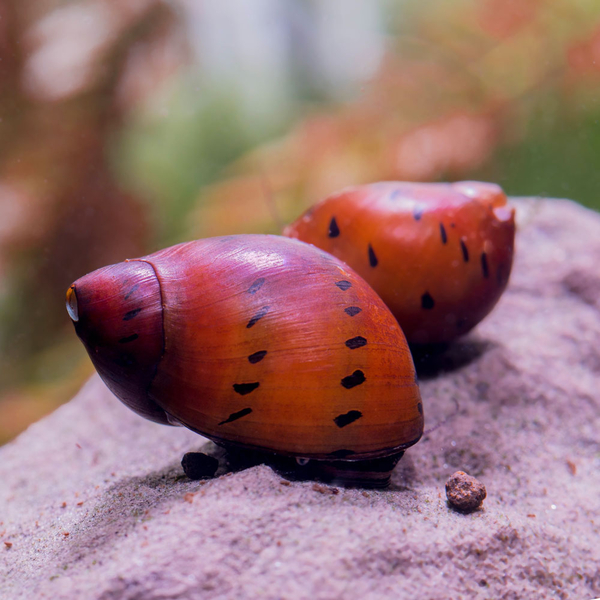 Vittina semiconica Orange Track - Rennschnecke
