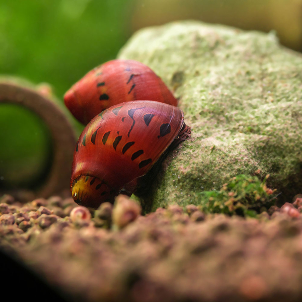 Vittina semiconica Orange Track - Rennschnecke