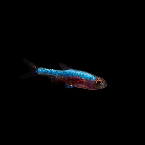 Axelrods Rasbora Blau - Sundadanio Axelrodi - Brbling
