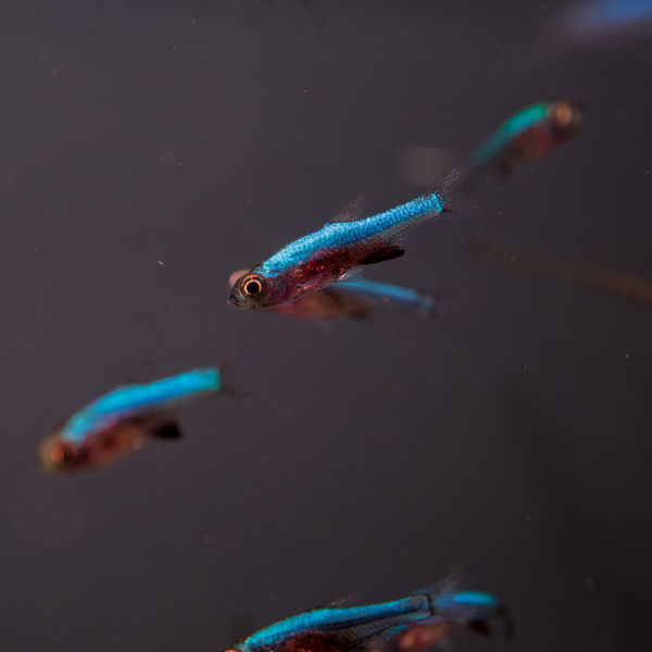 Axelrods Rasbora Blau - Sundadanio Axelrodi - Brbling