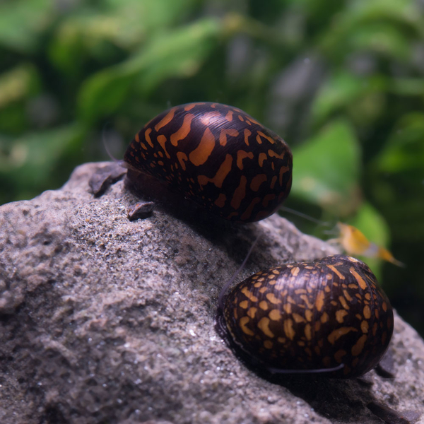 Vittina Sp. Variegata Batik - Rennschnecke