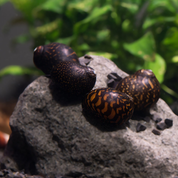 Vittina Sp. Variegata Batik - Rennschnecke