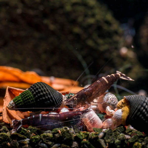 Caridina cf. babaulti Malaya - Indian Red Bandet Zwerggarnele