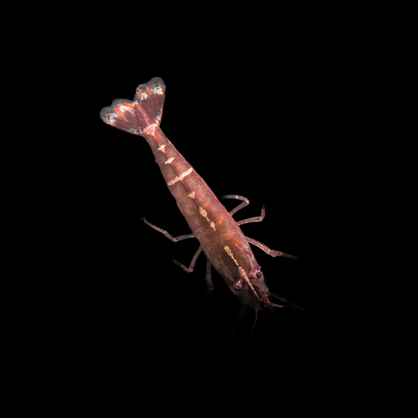 Caridina cf. babaulti Malaya - Indian Red Bandet Zwerggarnele