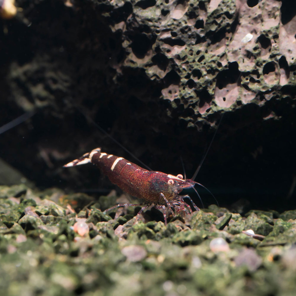 Caridina cf. babaulti Malaya - Indian Red Bandet Zwerggarnele