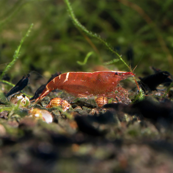 Caridina cf. babaulti Malaya - Indian Red Bandet Zwerggarnele