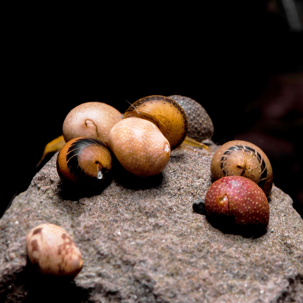 Clithon Sp. Fancy - Geweihschnecke