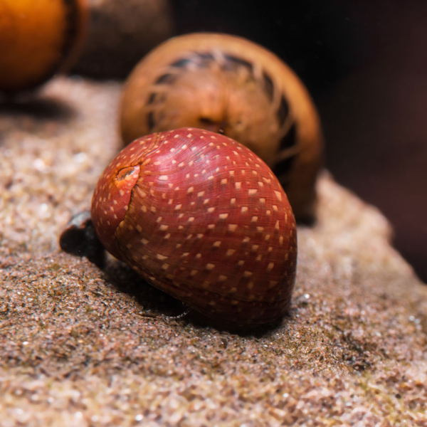 Clithon Sp. Fancy  - Geweihschnecke