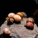 Clithon sp. Fancy  - Geweihschnecke