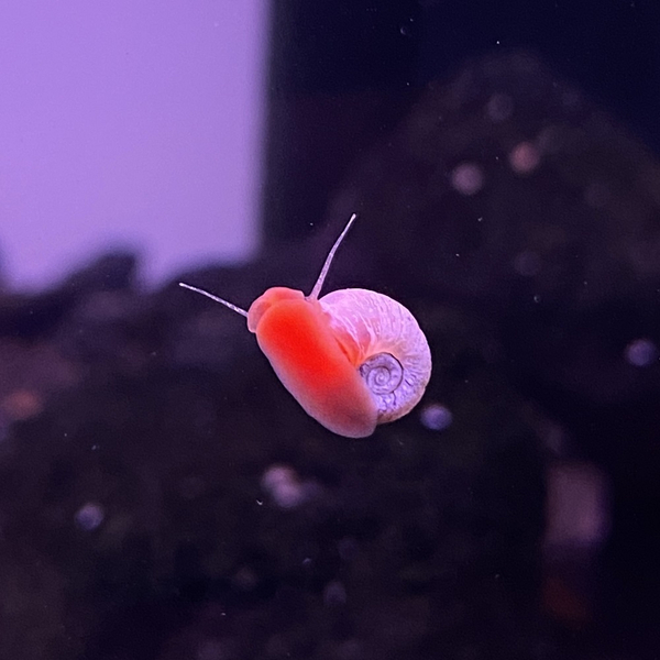 Helisoma cf. Anceps (Planorbella Duryi) Rosapink - Posthornschnecke
