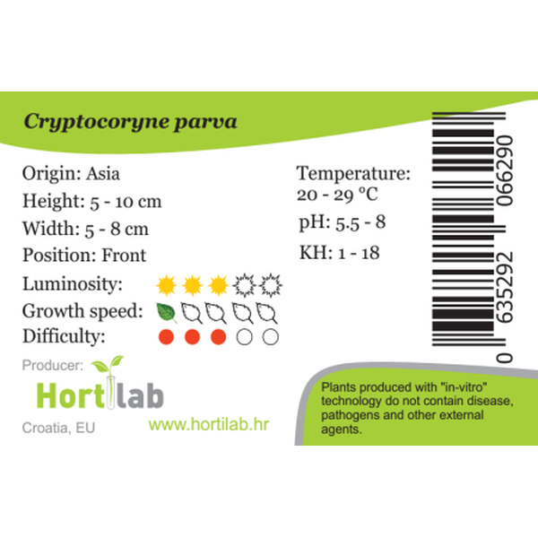 Cryptocoryne Parva In-Vitro von Hortilab