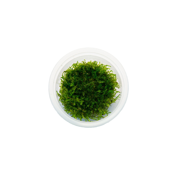 Callisostella Prabaktiana Moss