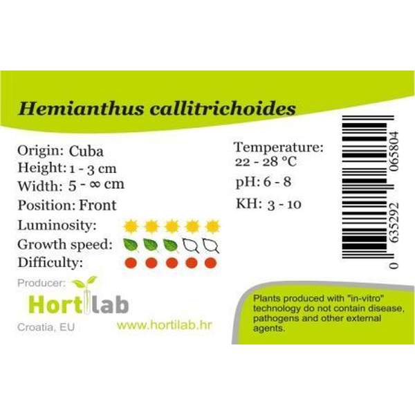 Micranthemum callitrichoides Cuba (alt Hemianthus) In-Vitro von Hortilab