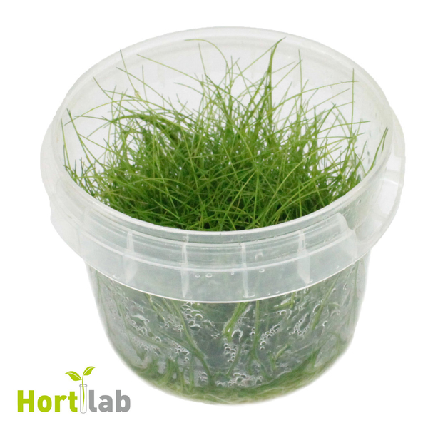 Eleocharis sp. Mini In-Vitro von Hortilab