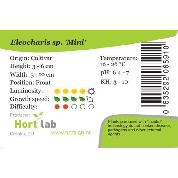 Eleocharis sp. Mini In-Vitro von Hortilab