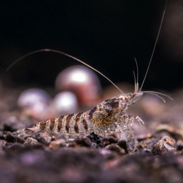 Caridina cf. babaulti Indian Zebra - Zwerggarnele