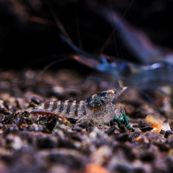 Caridina cf. babaulti Indian Zebra - Zwerggarnele