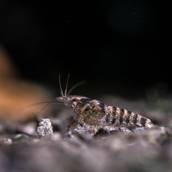 Caridina cf. babaulti Indian Zebra - Zwerggarnele