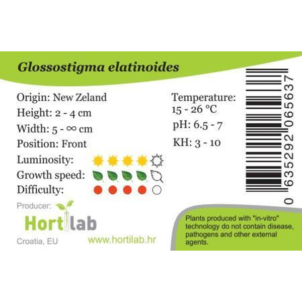 Glossostigma Elatinoides In-Vitro von Hortilab