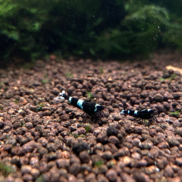 Caridina logemanni Panda - Taiwan Bee Zwerggarnele