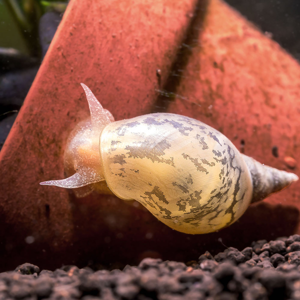 Lymnaea stagnalis Yoda - Spitzschlammschnecke