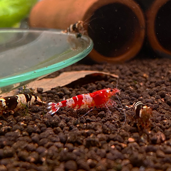 Caridina logemanni Red Bee K2-K4 - Crystal Red Bienengarnele