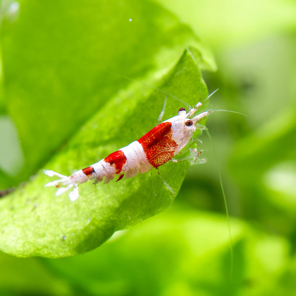 Caridina logemanni Red Bee K2-K4 - Crystal Red Bienengarnele