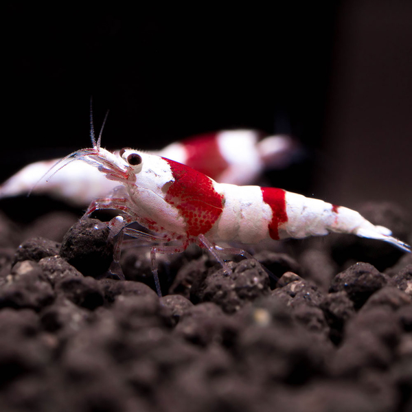 Caridina logemanni Red Bee K2-K4 - Crystal Red Bienengarnele