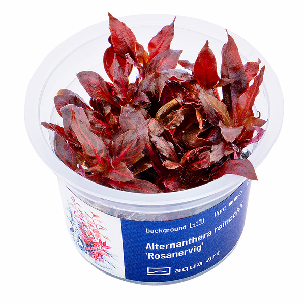 Alternanthera Reineckii Rosanervig In-Vitro von AquaArt