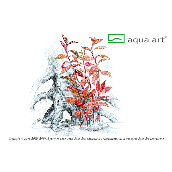 Alternanthera Reineckii Rosanervig In-Vitro von AquaArt