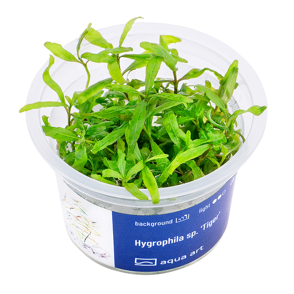 Hygrophila sp. Tiger In-VItro von Aqua-Art