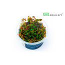 Ludwigia sp. Super Mini Red In-Vitro von Aqua-Art