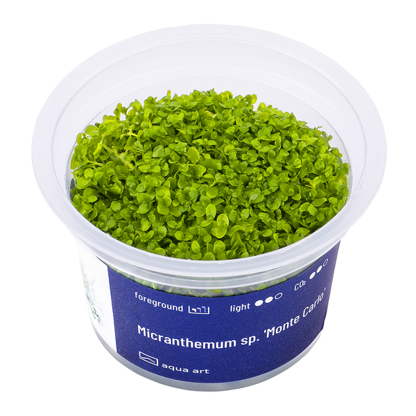 Micranthemum Tweediei Monte Carlo In-Vitro von AquaArt