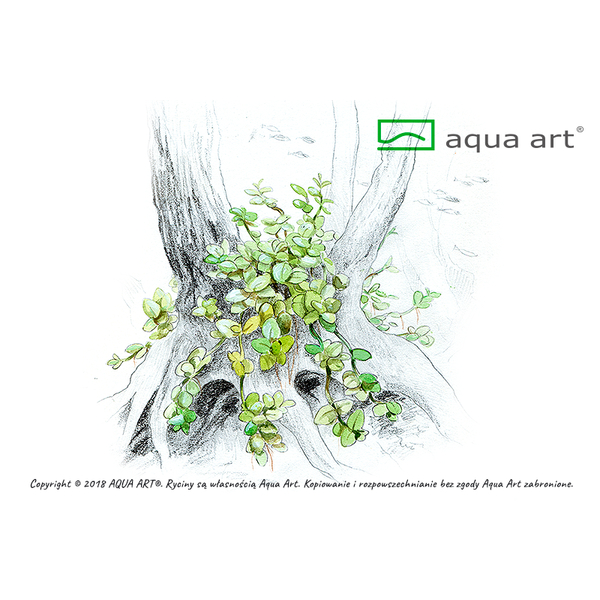 Micranthemum Tweediei Monte Carlo In-Vitro von AquaArt