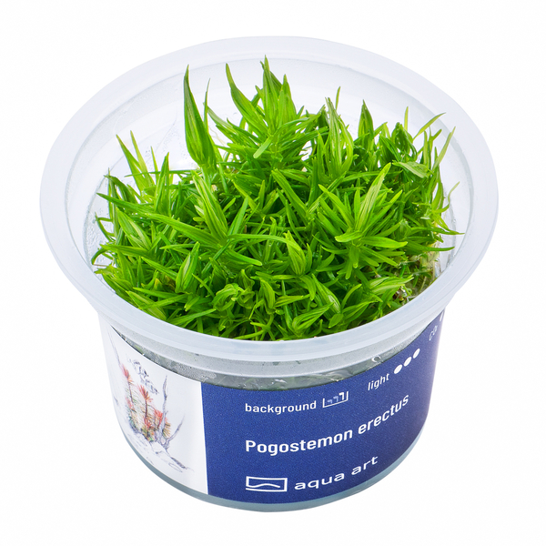 Pogostemon deccanensis (alt Erectus) In-Vitro von Aqua-Art