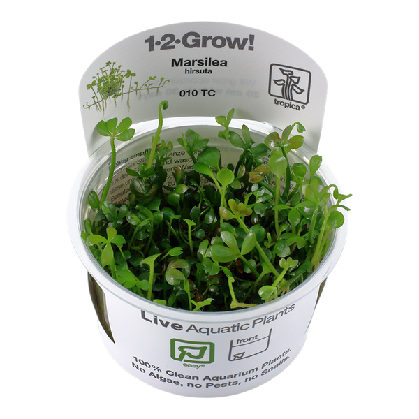 Marsilea Hirsuta 1-2-Grow! von Tropica