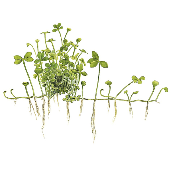 Marsilea Hirsuta 1-2-Grow! von Tropica