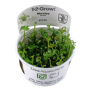 Marsilea Hirsuta 1-2-Grow! von Tropica